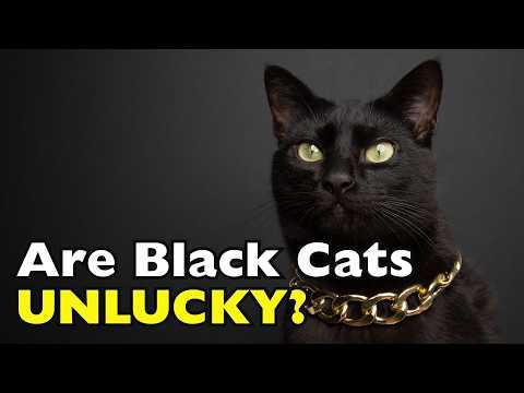 Why Are Black Cats Considered Unlucky? #Video