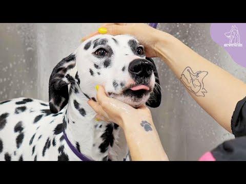 Bred To Be A GUARD Dog | The Gorgeous Dalmatian #Video