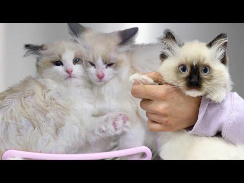 Ragdoll Kittens Get Their First Bath | RAGDOLL KITTENS! #Video