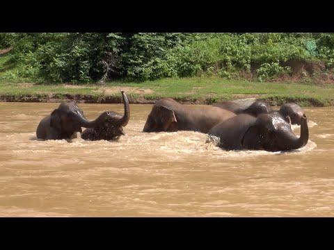 Explore the heartwarming dynamics of Chana's growing herd at Elephant Nature Park! - ElephantNews #V