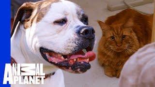 Dog Gets A Chance To Redeem Herself After 2 Years Living Outside | Cat vs. Dog