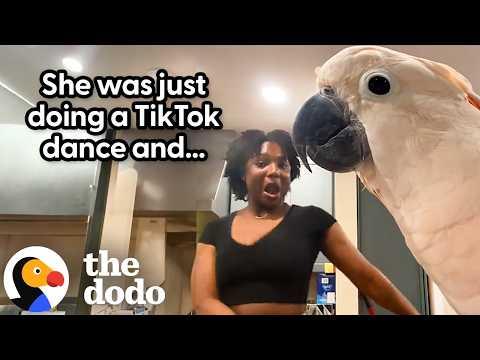 Clingy Cockatoo Wants To Dance 24/7 With Mom #Video