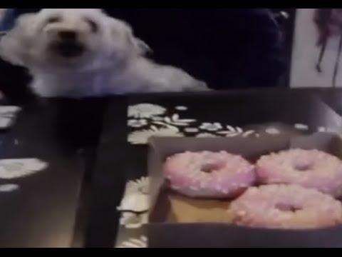 Little Dog Won't Share Donuts