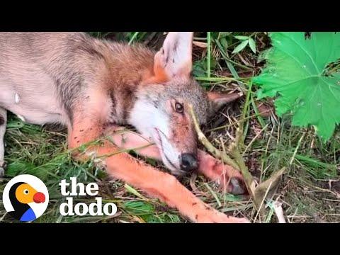 Injured Coyote Rescued from the Side of the Road #Video