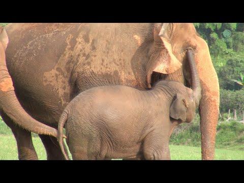 Baby Elephant Wan Mai And Her Remarkable Attachment With Two Guardians - ElephantNews #Video