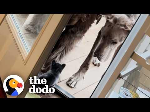 Three-Legged Chihuahua Is The Boss Of Her House #Video