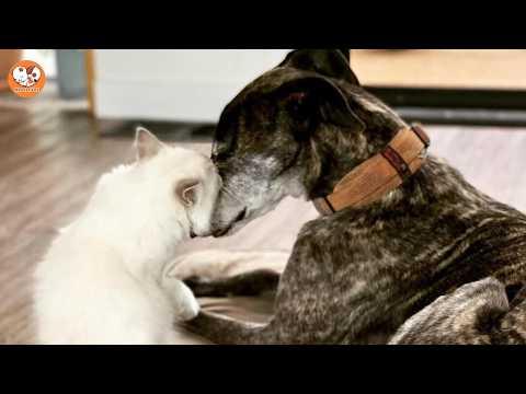 He Didn’t Know His Name—What This Rescue Greyhound Gave Our Family #Video