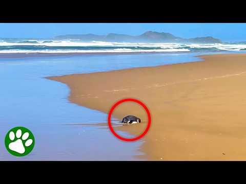 Mysterious Creature Found Motionless on Beach #Video