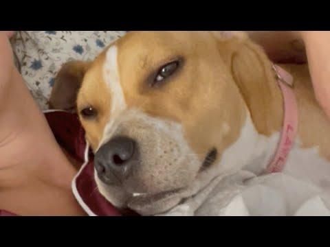 Woman rescues dog. Dog steals her man. #Video