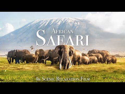 African Safari 4K - Scenic Wildlife Film With African Music #Video