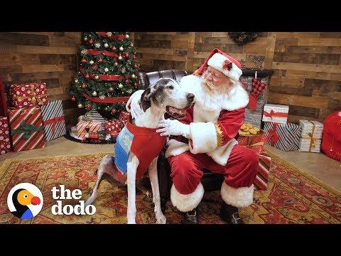 Shelter Dog Gets The Best Surprise For Christmas | The Dodo