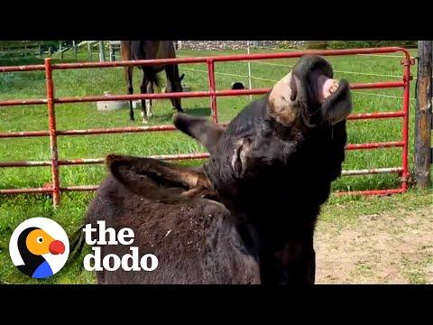 Shy Rescue Donkey Turns Into A MONSTER! #Video
