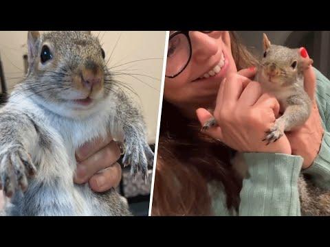 Tiny rescue squirrel throws the biggest tantrums #Video