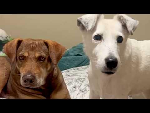 Family dog's final act of love before passing #Video
