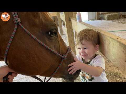 Horse Runs Like a Puppy When She Hears Her Boy's Voice #Video