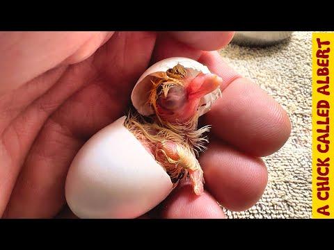 After trying for 10 years one egg worked - A Chick Called Albert #Video
