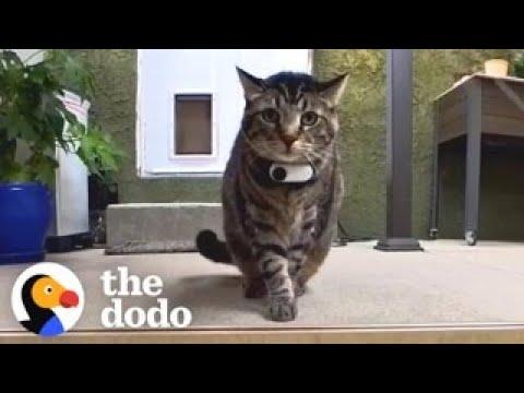 What It Feels Like To Be A Cat #Video