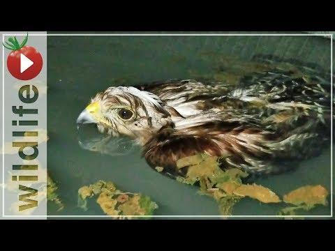 Hawk Rescued From Drowning, His Reaction Was...