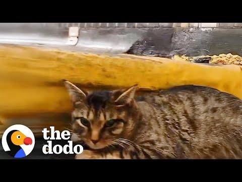 Dumped Cat Is Rescued From NYC Subway #Video