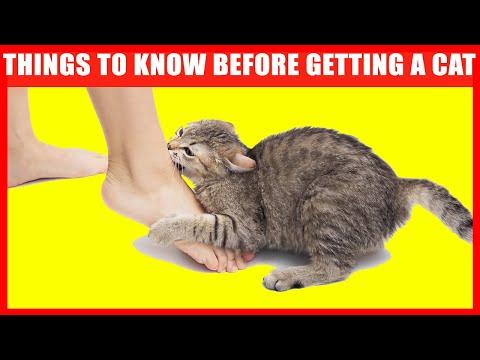 14 Things I Wish I Knew BEFORE Getting a Cat #video