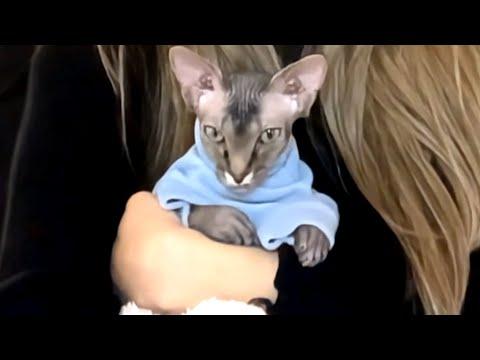 Disabled cat is seriously funny #Video