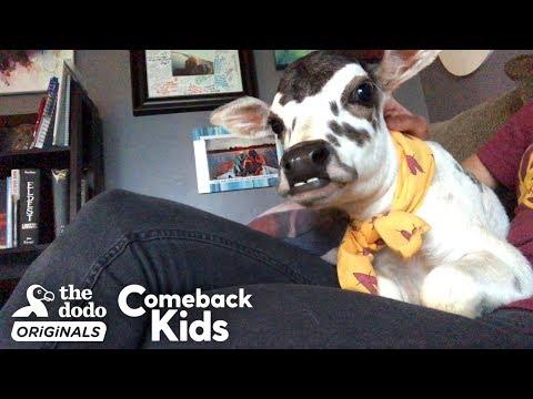 This Perfect Little Baby Is Called A ZEBU  | The Dodo Comeback Kids