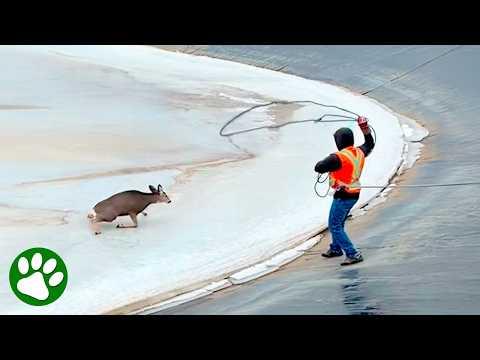 One skillful throw is all it takes to save a life #Video