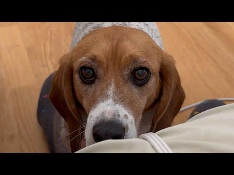 I adopted a lab test dog. Here's what happened. #Video