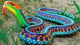 13 RAREST SNAKES IN THE WORLD