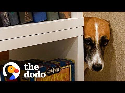 Dog Overcomes All Her Fears, One By One #Video