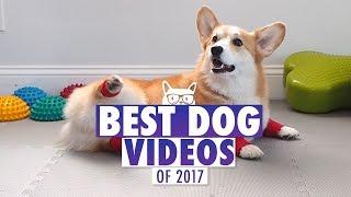 Best Dog Videos of The Year 2017 | Pets of 2017