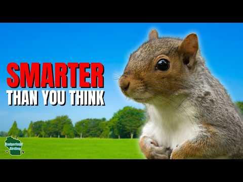 5 Things You Didn't Know About Squirrels! #Video