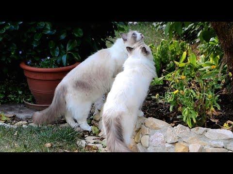 Ragdoll cats walking free (in the garden)