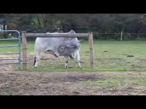 That’s the Spot: Bull Uses a Stick to Scratch Those Hard-to-Reach Itches