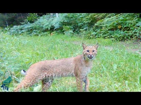 Neat wildlife moments from northern Minnesota #Video
