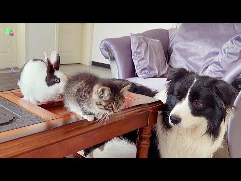 Dog and Bunny are Super Excited to Meet their Kitty Friend #video