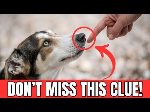 Do Dogs REALLY Think Humans are Dogs? #Video