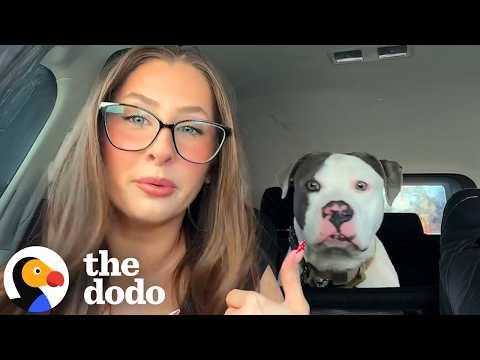 Tripod Foster Pittie Falls Head-Over-Heels For His New Family #Video