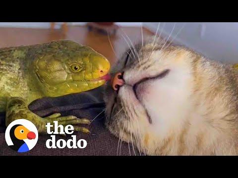 This Cat Is Obsessed With Her Lizard Brother #Video