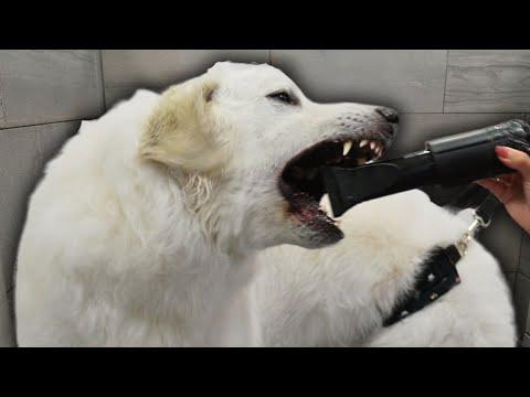 No one told me about the Hungarian Kuvasz #Video