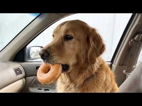 TOP Funny Dog Moments That Made 2026 #Video