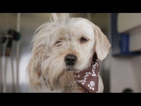 Homeless Dog Gets Makeover That Saves His Life! - Charlie