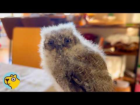 Rescued Baby Owl Becomes Her Mom's Little Shadow #Video