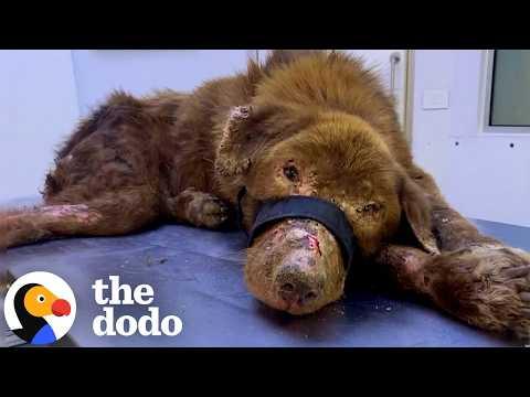 Dog Who Survived Missile Strike Transforms Into A Teddy Bear #Video