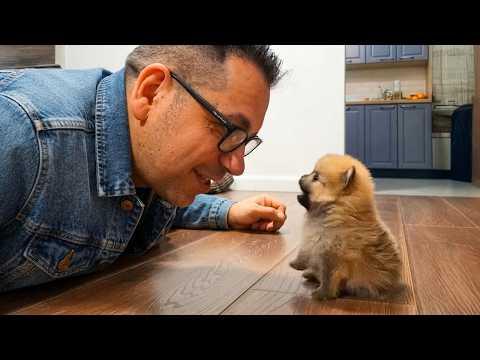 These Adorable Puppies Love Chatting With Their Owners Nonstop #Video