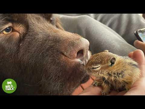 This Rescued Baby Chipmunk Actually Thinks A 115-Pound Dog Is His Mom! #Video