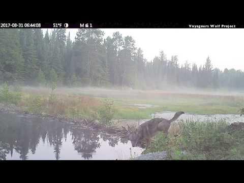 The Wildlife that Crosses a Beaver Dam over 8-month Period in Northern Minnesota #Video