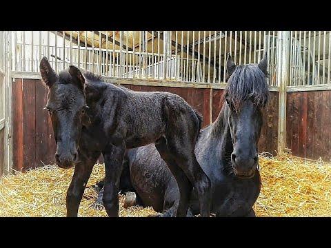 Is Saly's 1-day-old foal as sweet as her big sister Lianne? Saly is lying down. Friesian horse Video