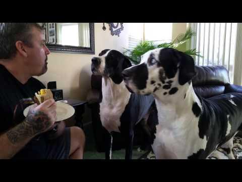 Great Dane Will Not Listen When Human Says No