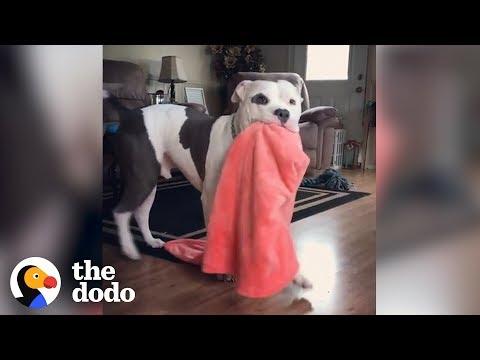 Dogs Who Grab Things When They're Excited | The Dodo